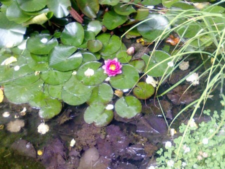 Maison de Maitre to be Sold Furnished