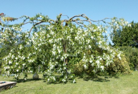 Turnkey Restored Tuscan Farmhouse Ideal for B&B
